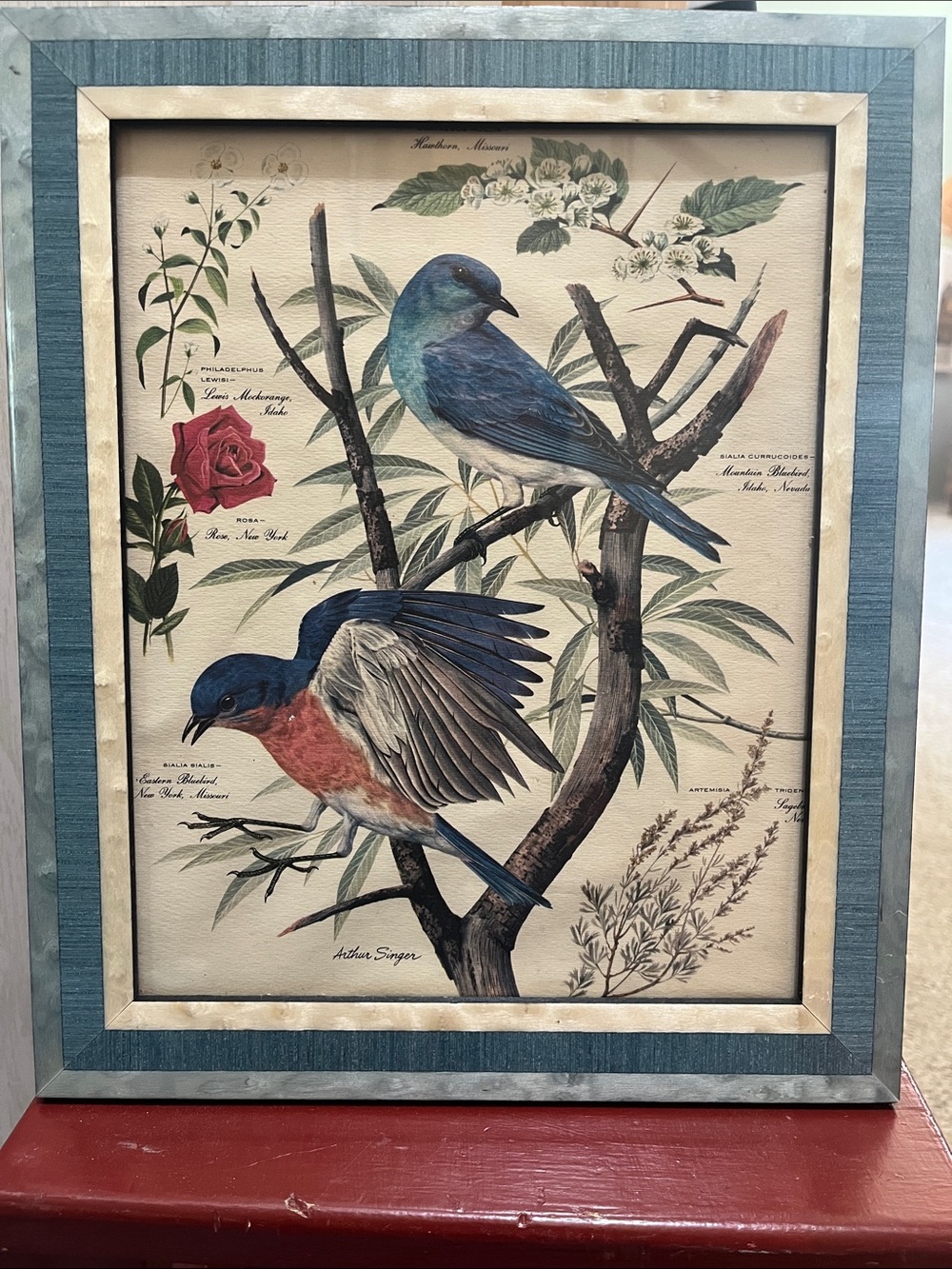 Framed Arthur Singer Print #2 of a Series Bird Eastern Bluebird Rose 8x10